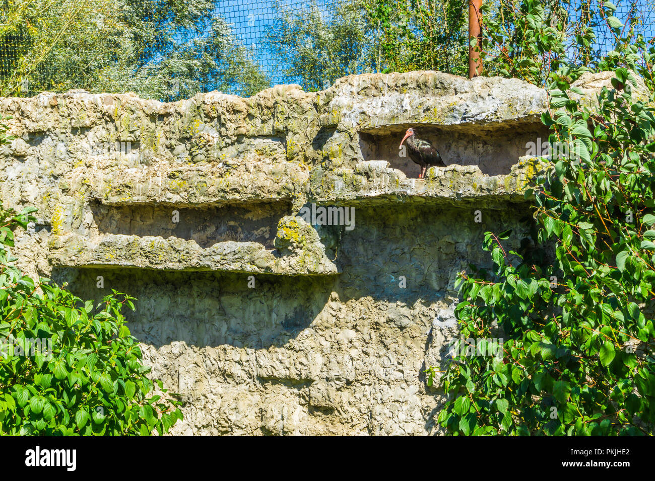 bald black hermit ibis bird in his stone wall hideout Stock Photo