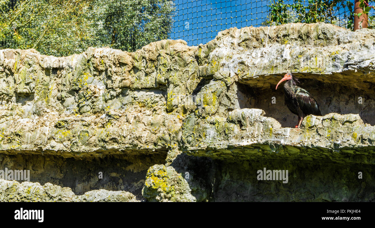 bald black hermit ibis bird close up in his stone wall hideout Stock Photo