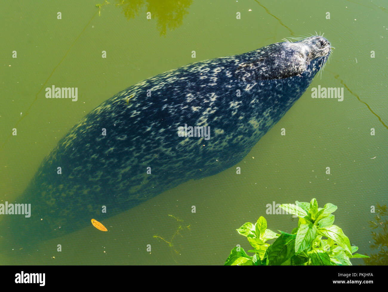Dog swimming underwater hires stock photography and images Alamy