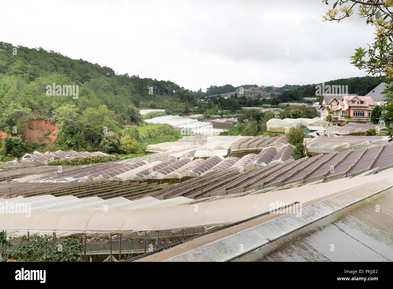 Dalat vegetable farms. View of many greenhouses in Dalat, Vietnam. The