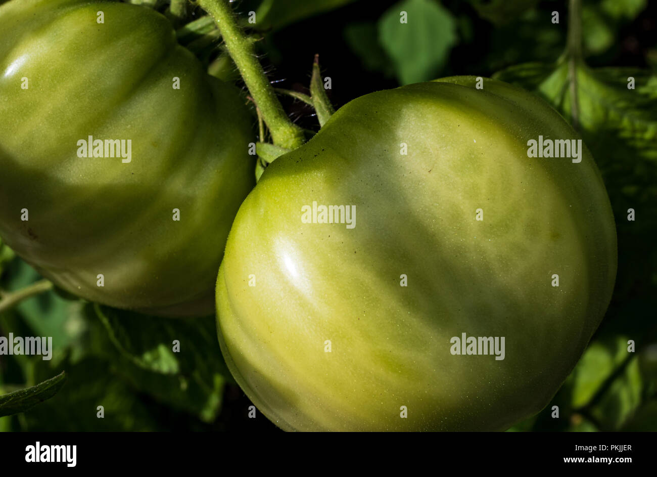Fresh green tomatoes growing on the vine in the daylight Stock Photo ...