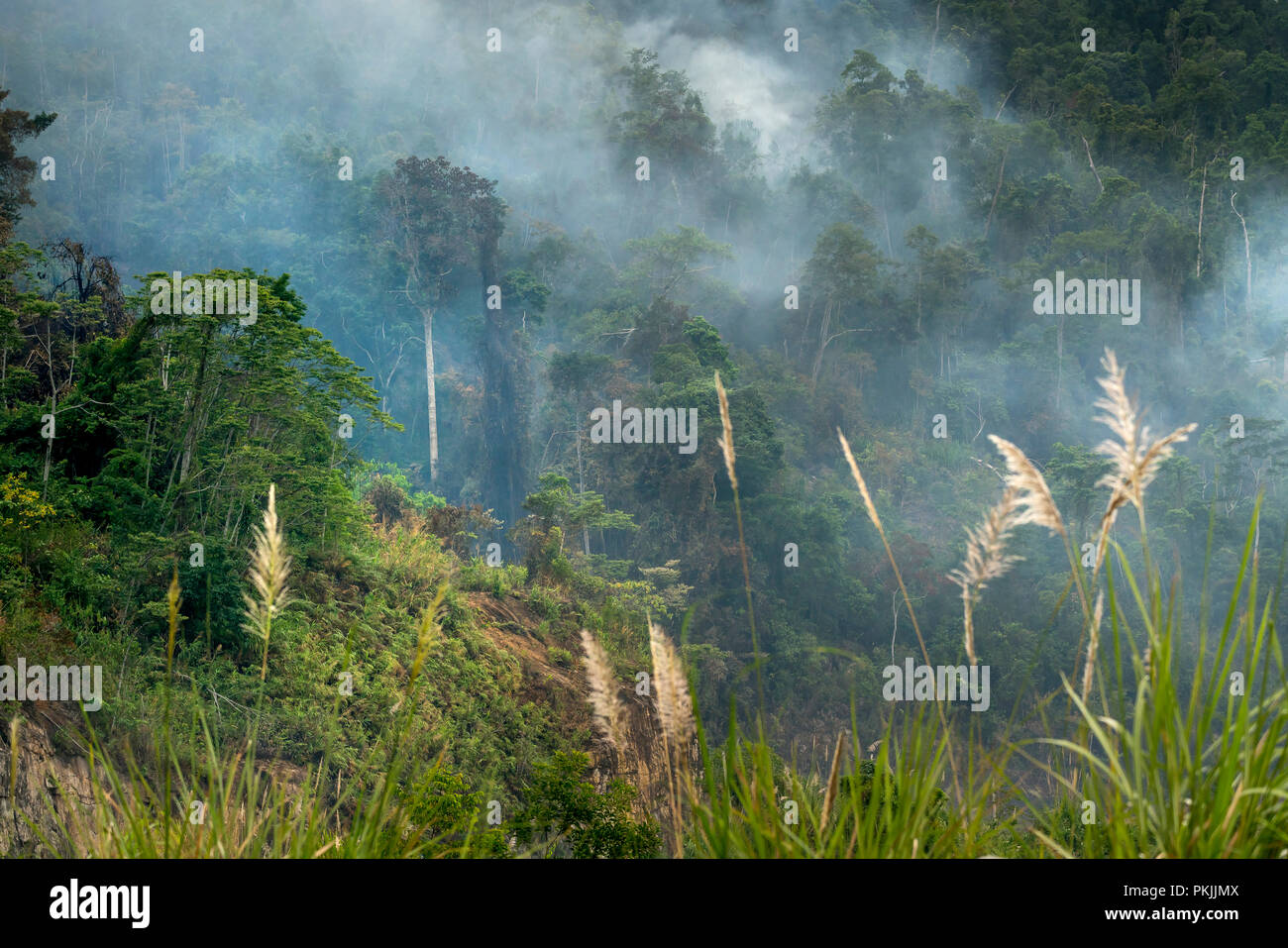50+ Tropical Rainforest Location Latitude Pictures