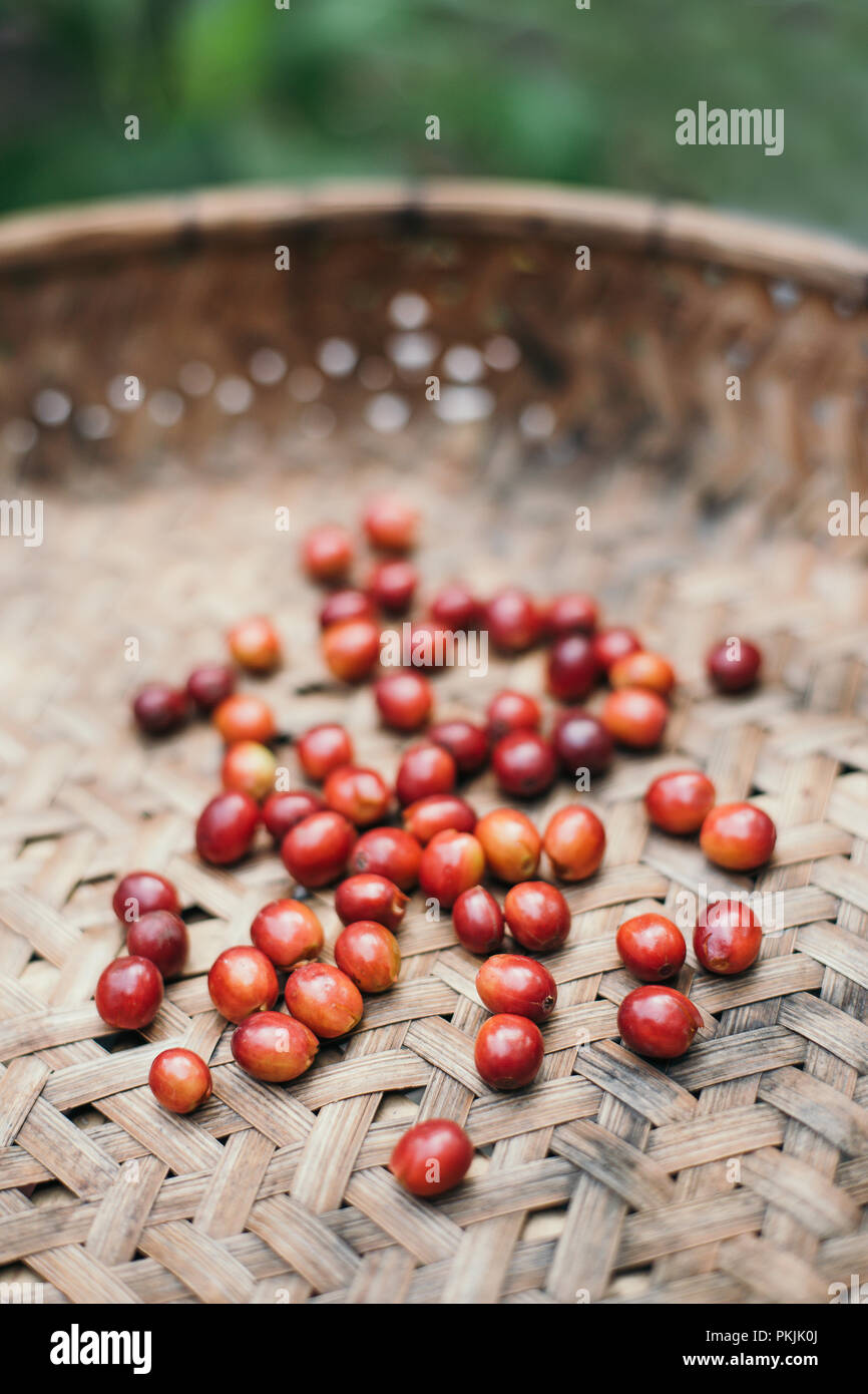 Fresh coffee berries harvest in weave basket Stock Photo