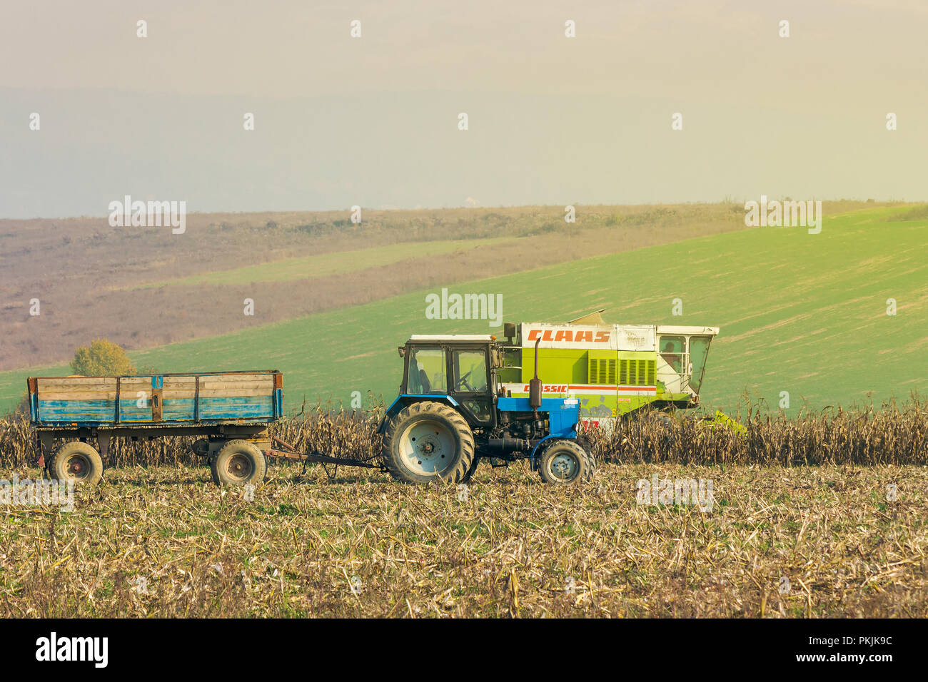 Shyroke, Ukraine - NOV 11, 2015: tractor and harvester in the field among the corn stalks in late fall  haze day Stock Photo