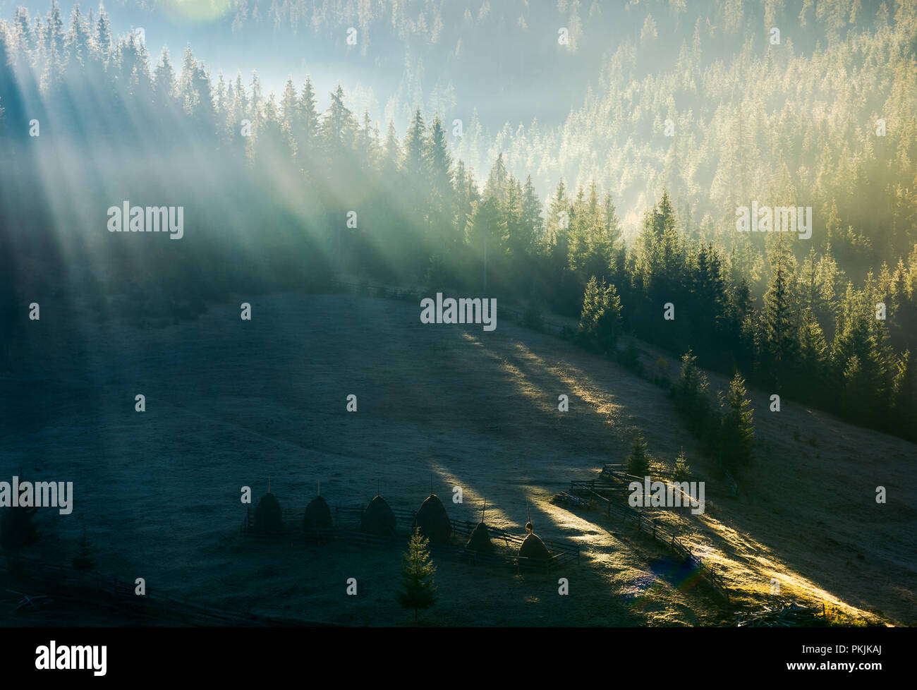 light through fog in forest on hill. gorgeous nature background in autumn Stock Photo