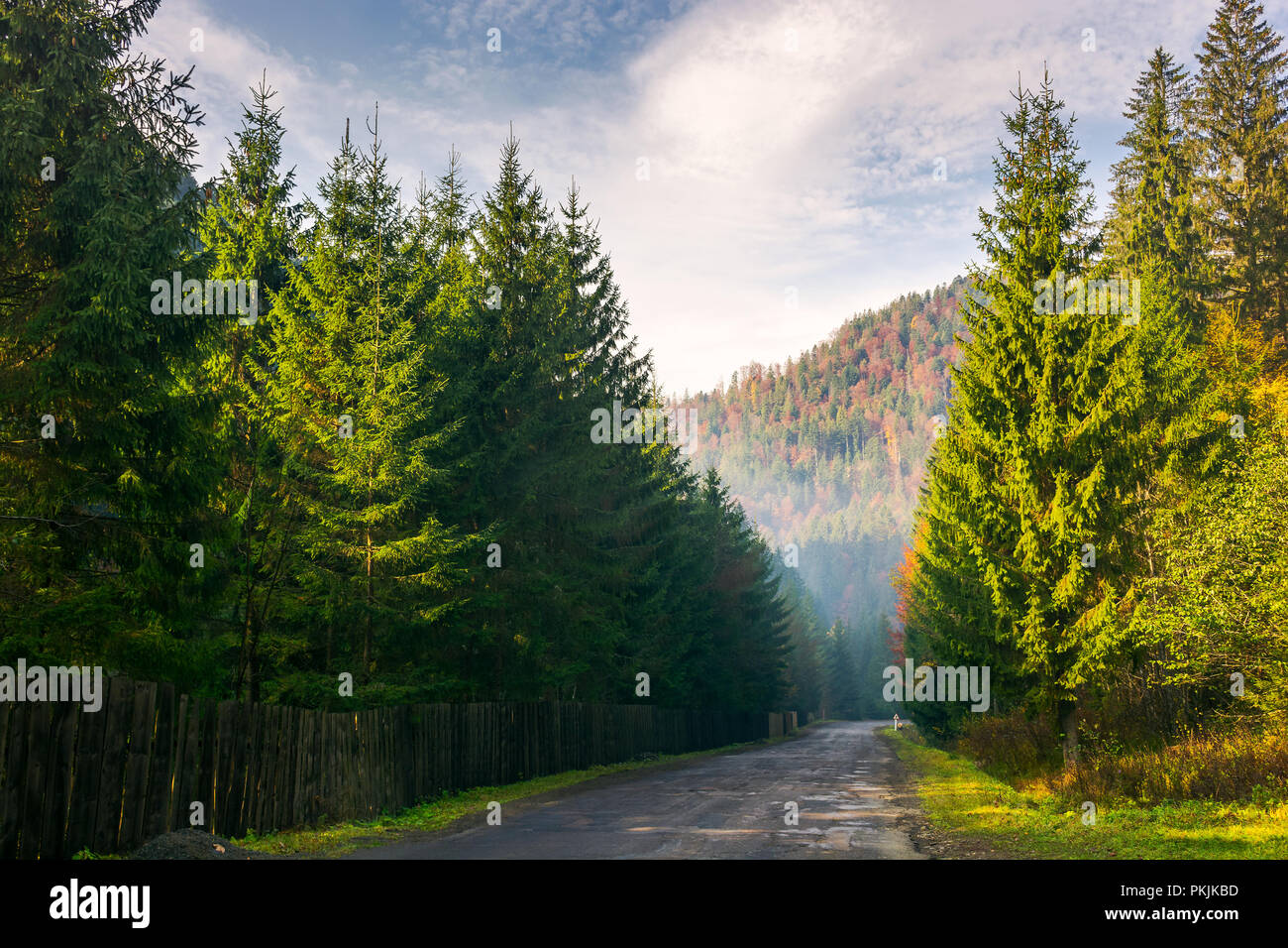 road through deep spruce forest. some haze in the distance. lovely autumn scenery in mountains. wonderful sunny morning. horizontal Stock Photo