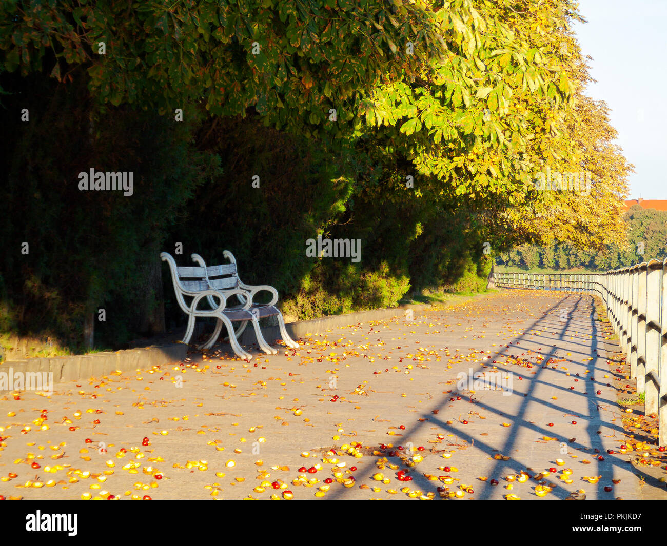 bench under the chestnut trees. lovely urban scenery in autumn. location Kyiv embankment in Uzhgorod Stock Photo