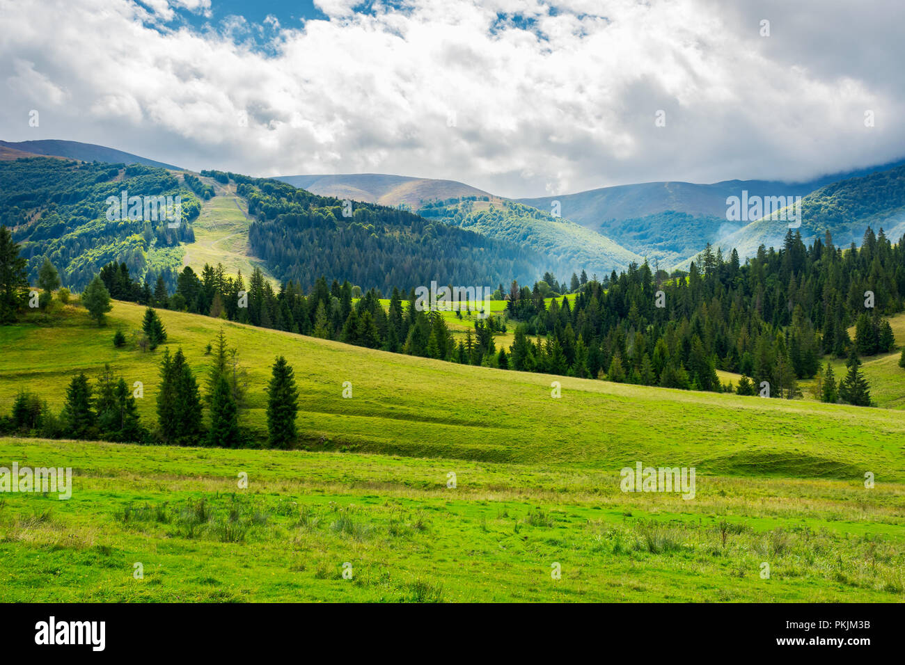 beautiful green valley with coniferous forest. wonderful landscape in mountains. huge cloud almost cover the sky. lovely early autumn scene Stock Photo