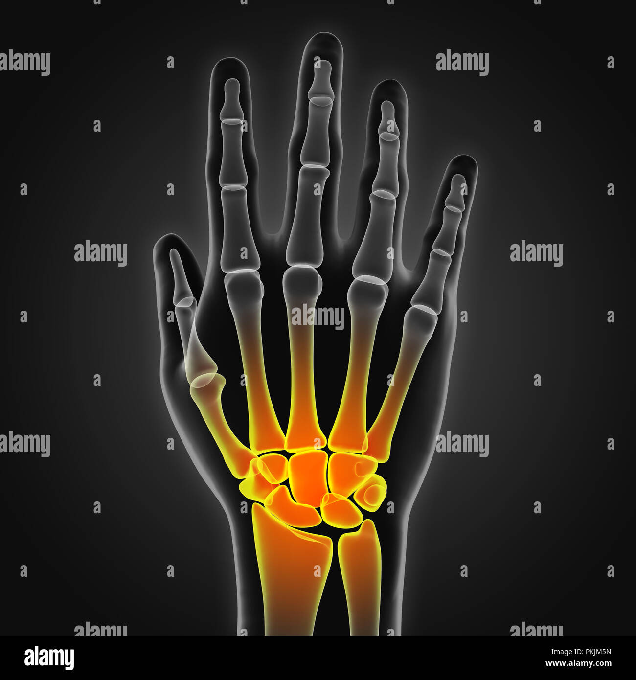 Human Hand Anatomy Illustration Stock Photo