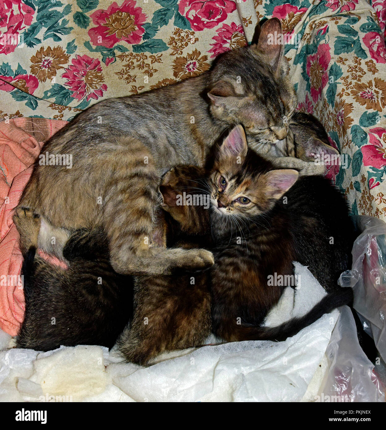 Four striped, dark grey tabby kittens being nursed by their mother , one  looking towards to the camera the others being busy with suckling Stock Photo