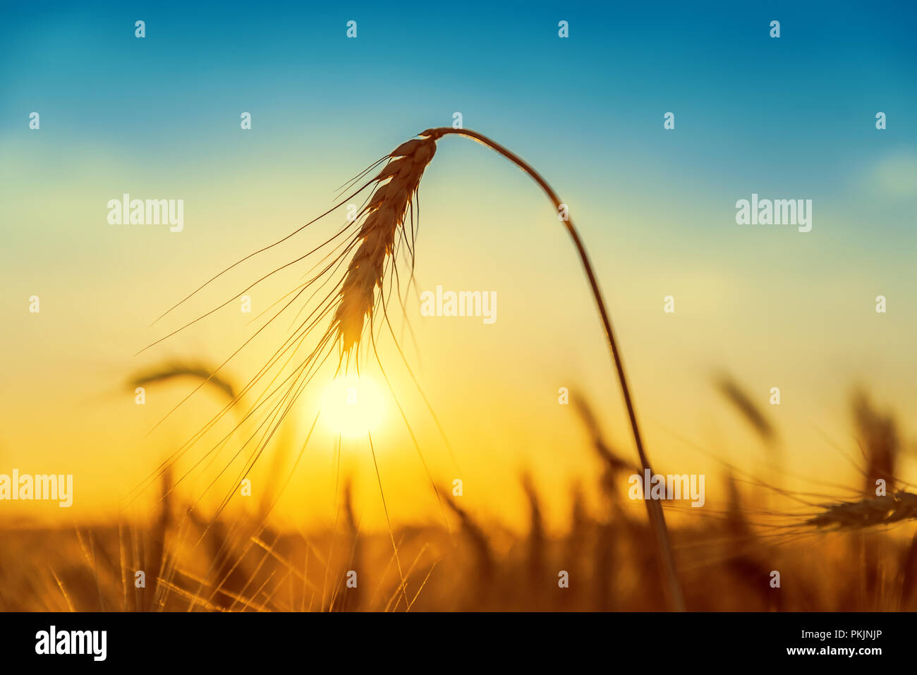 sunset over goden field with harvest Stock Photo