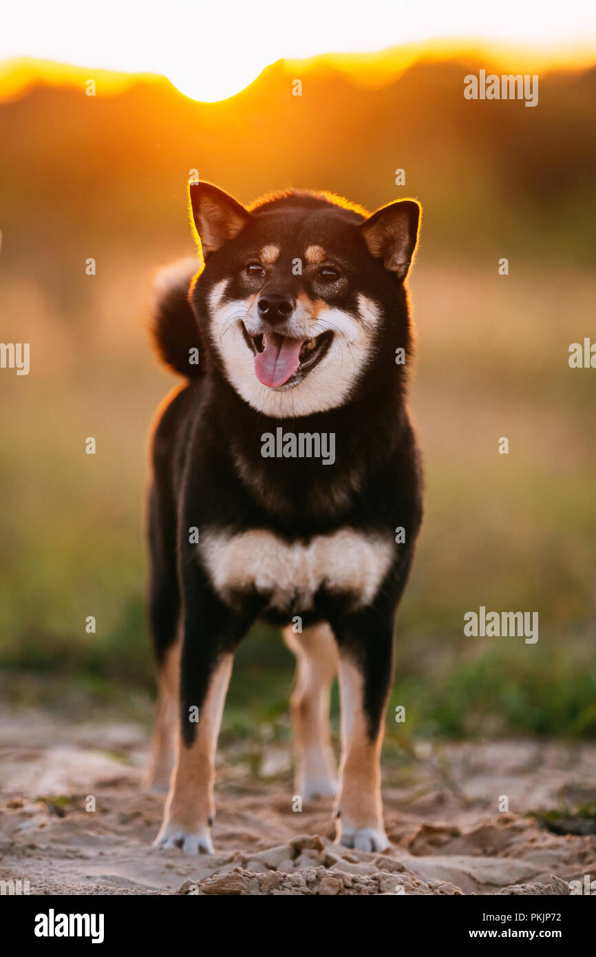 Beautiful Young Black And Tan Shiba Inu Dog Sitting Outdoor In Grass During  Sunset Stock Photo - Alamy