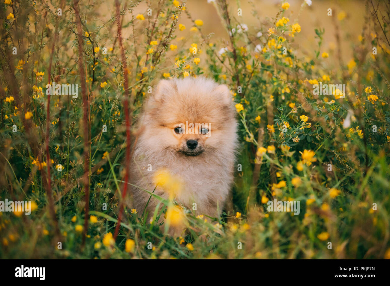 wild pomeranian