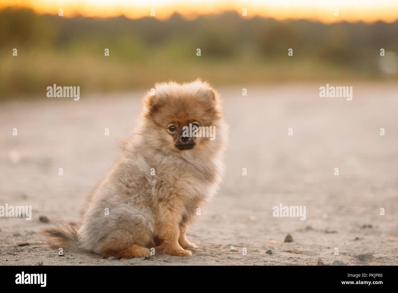 mini pom white