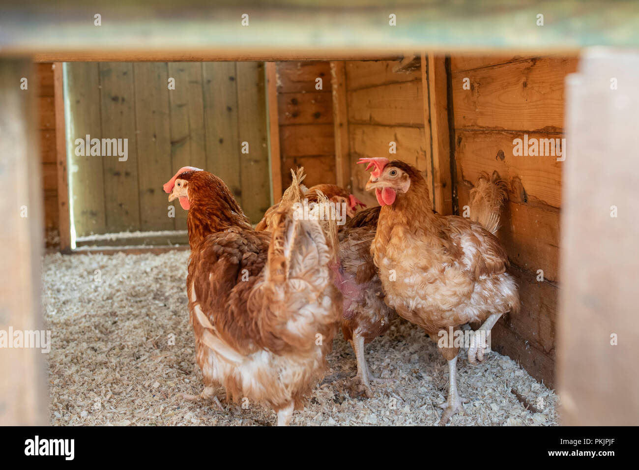 Retired battery hens in their new free range hen house in Wales. Stock Photo