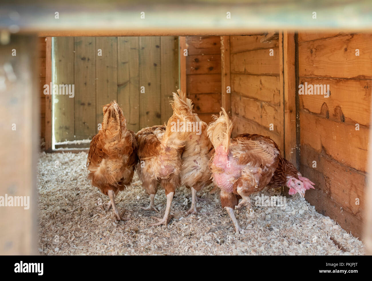 Retired battery hens in their new free range hen house in Wales. Stock Photo