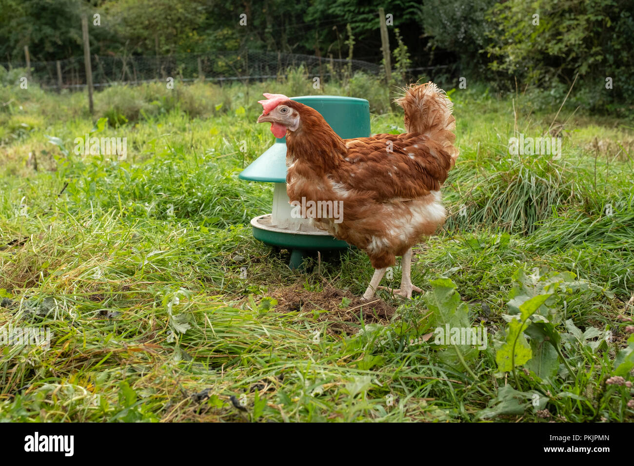 Retired battery hen in an outdoor chicken run in Wales. Stock Photo