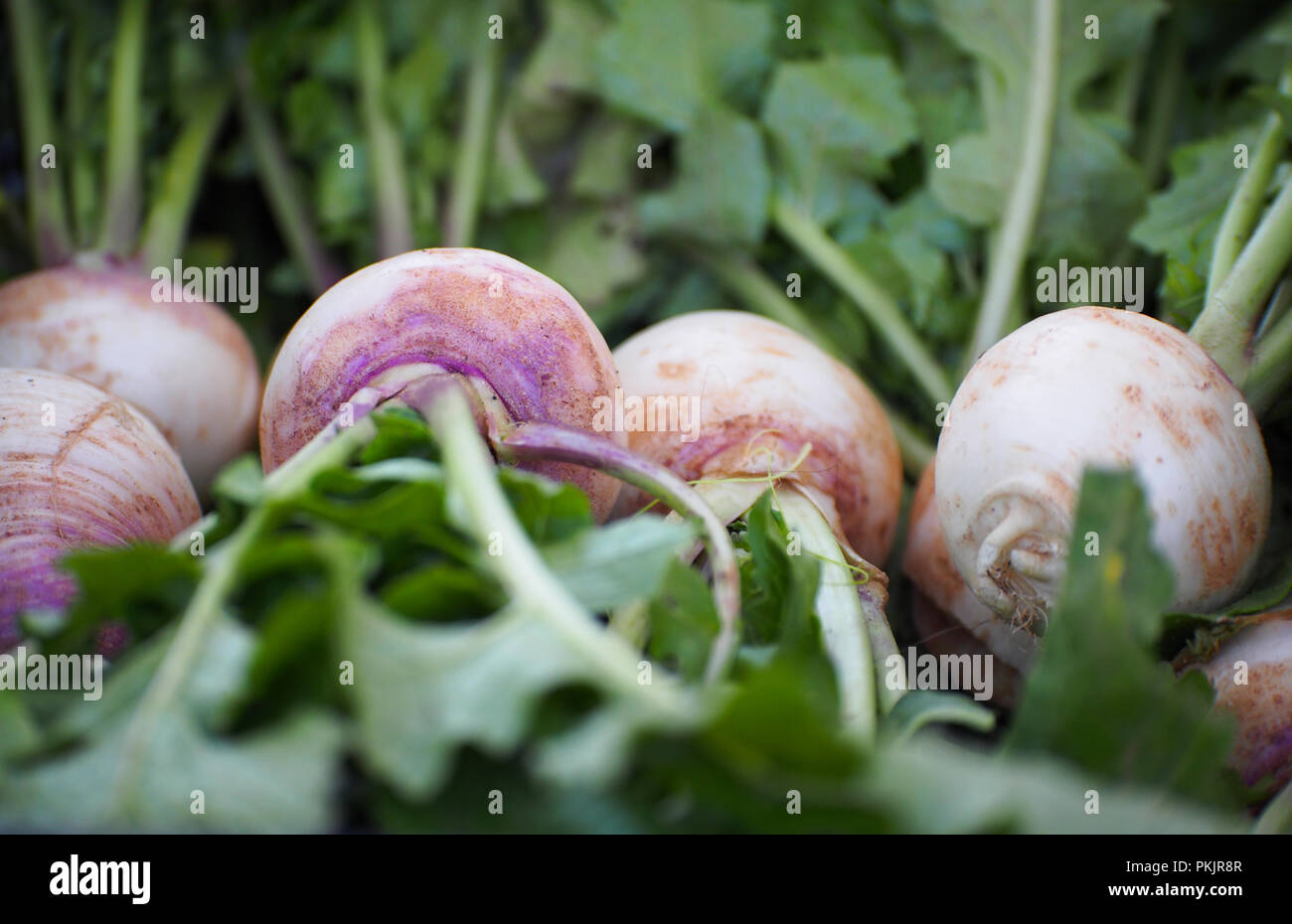 White turnips hires stock photography and images Alamy