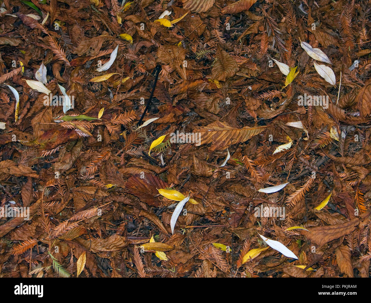 Decomposing leaf hi-res stock photography and images - Alamy