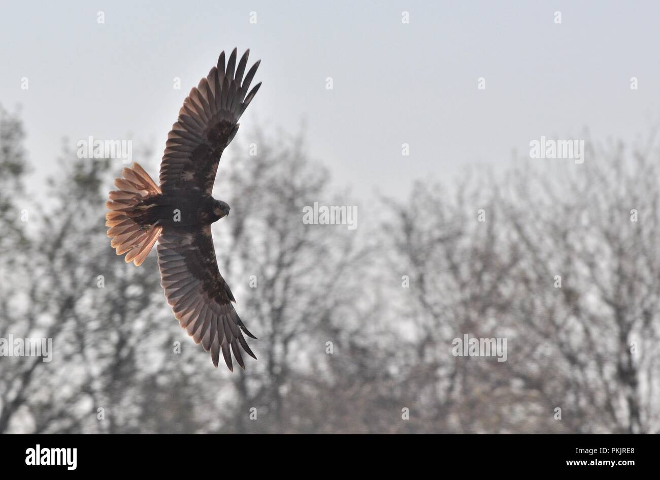 Red-tailed hawk (Buteo jamaicensis) flying Stock Photo