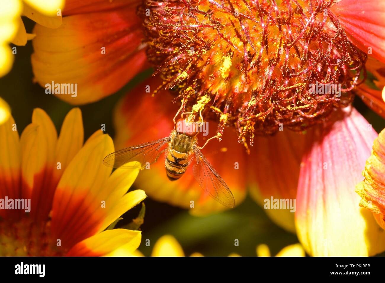 Hover Fly In My Garden Stock Photo - Alamy