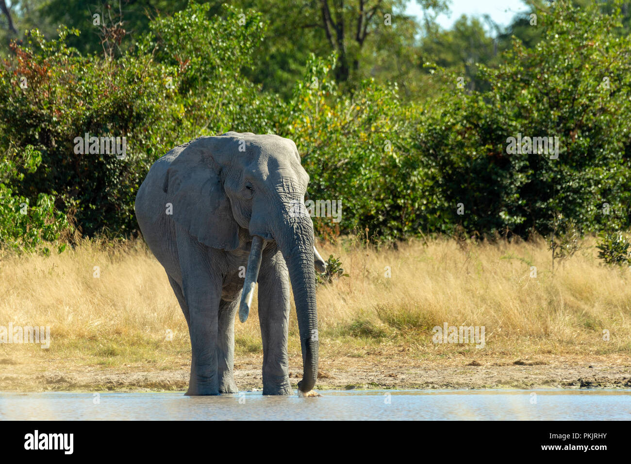 Majestic African Elephant on waterhole in Moremi game reserve Botswana