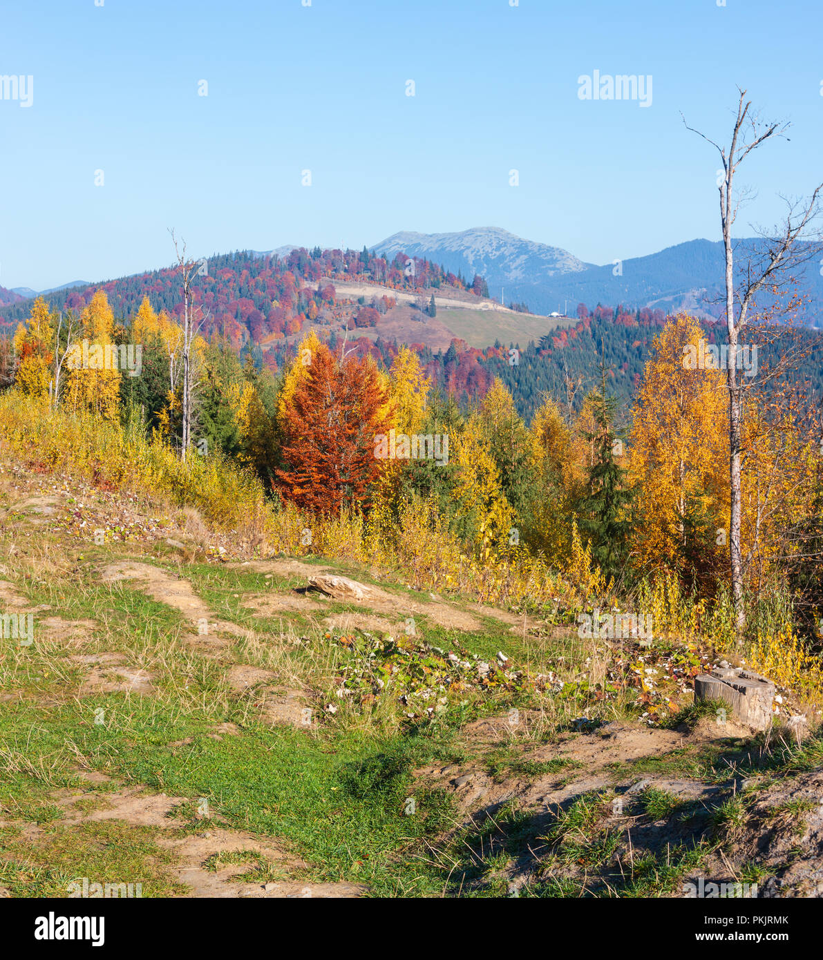 Morning autumn slopes (with colorful trees) of Carpathians (Yablunytskyj Pass, Ivano-Frankivsk oblast, Ukraine). View on Gorgany mountain range. Stock Photo