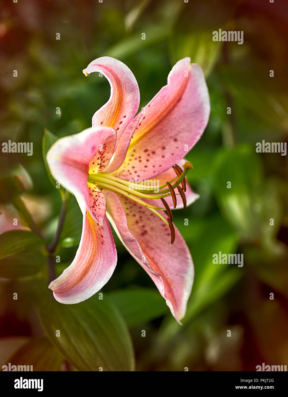 Oriental Lily 'Stargazer'. Stock Photo