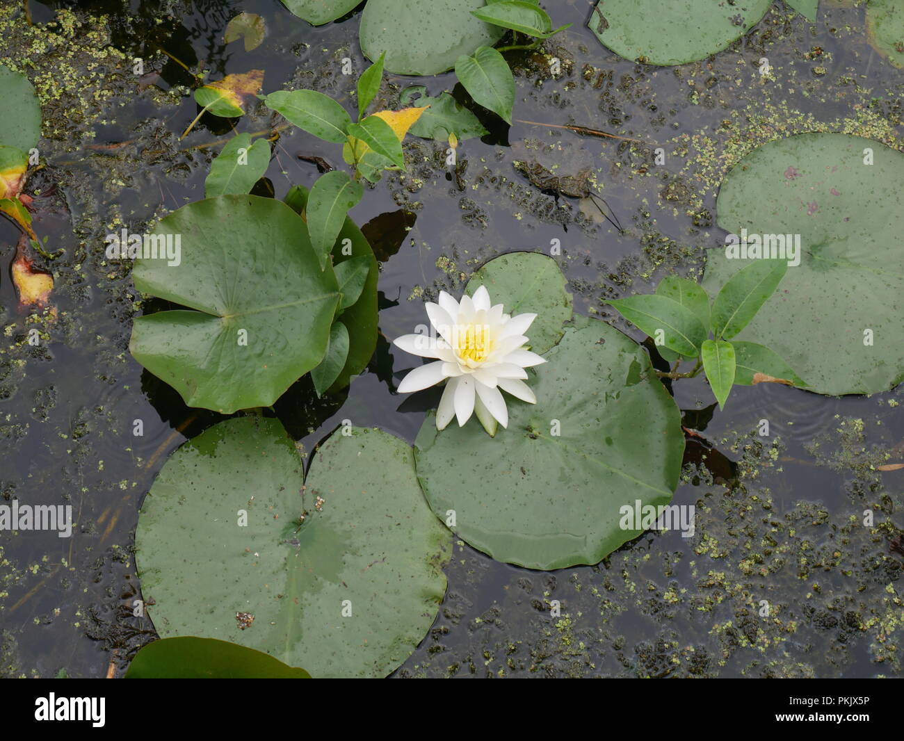 Lilypad in a pond Stock Photo