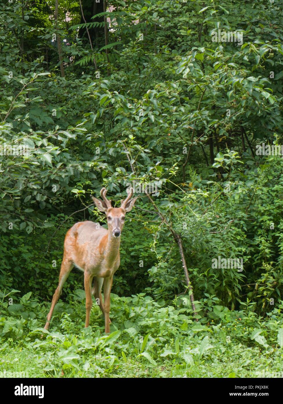 Deer in the woods Stock Photo