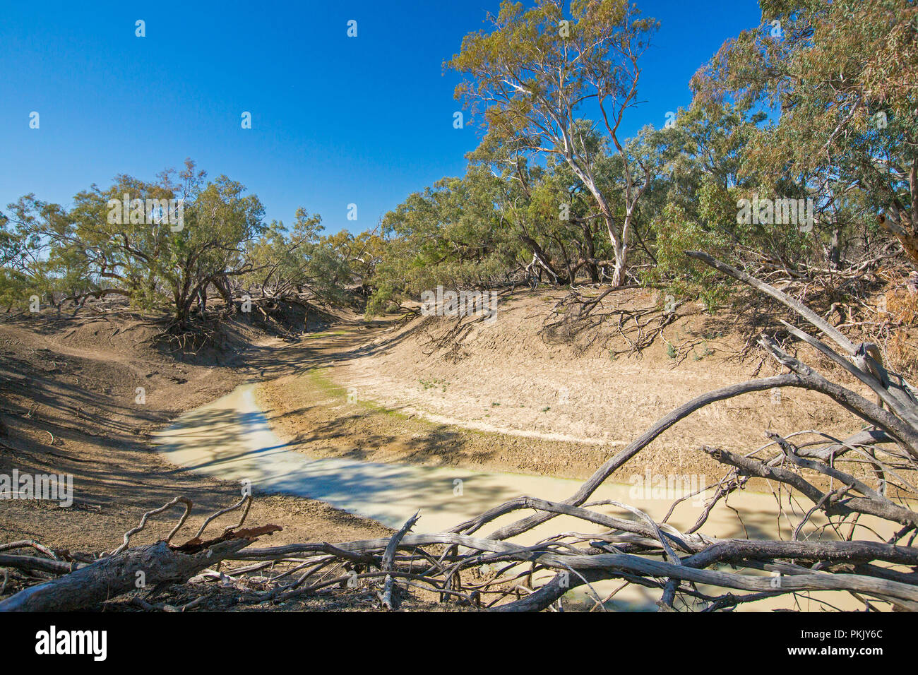 Culgoa River, merely a muddy puddle during drought, hemmed with tall trees, slicing through arid Australian outback landscape under blue sky in NSW Stock Photo
