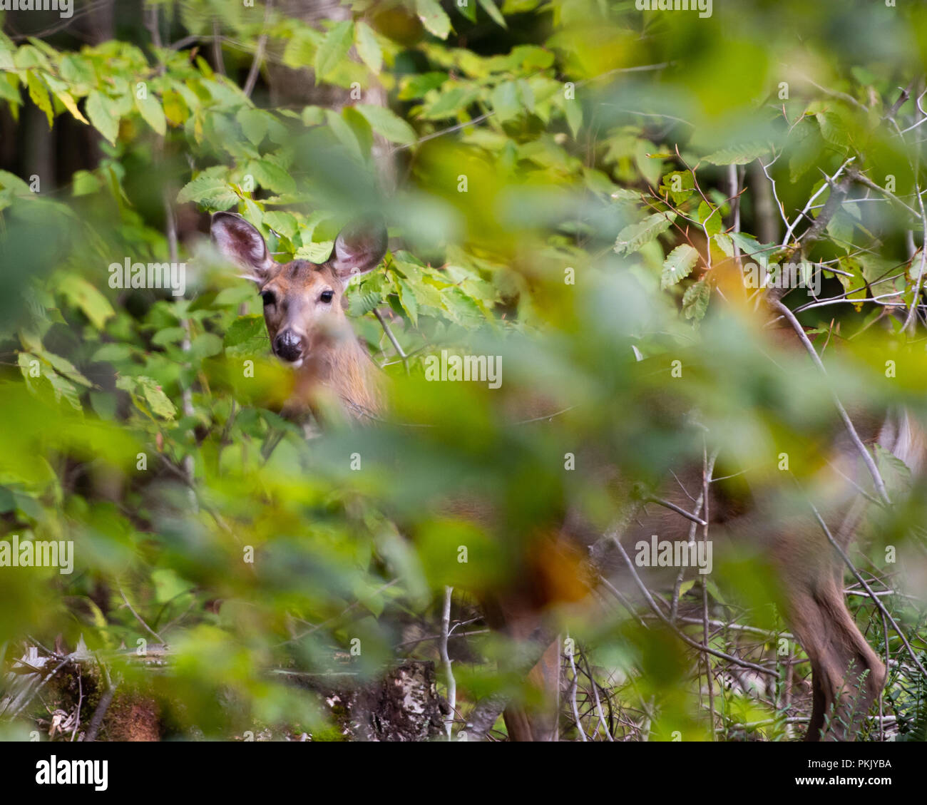 A whitetail deer doe, Odocoileus Virginianus, hiding on the edge of the Adirondack wilderness and watching. Stock Photo
