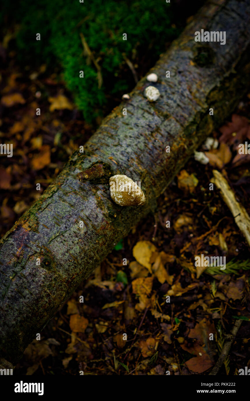 Fungus growing on a fallen tree, Natural Woodland Stock Photo - Alamy