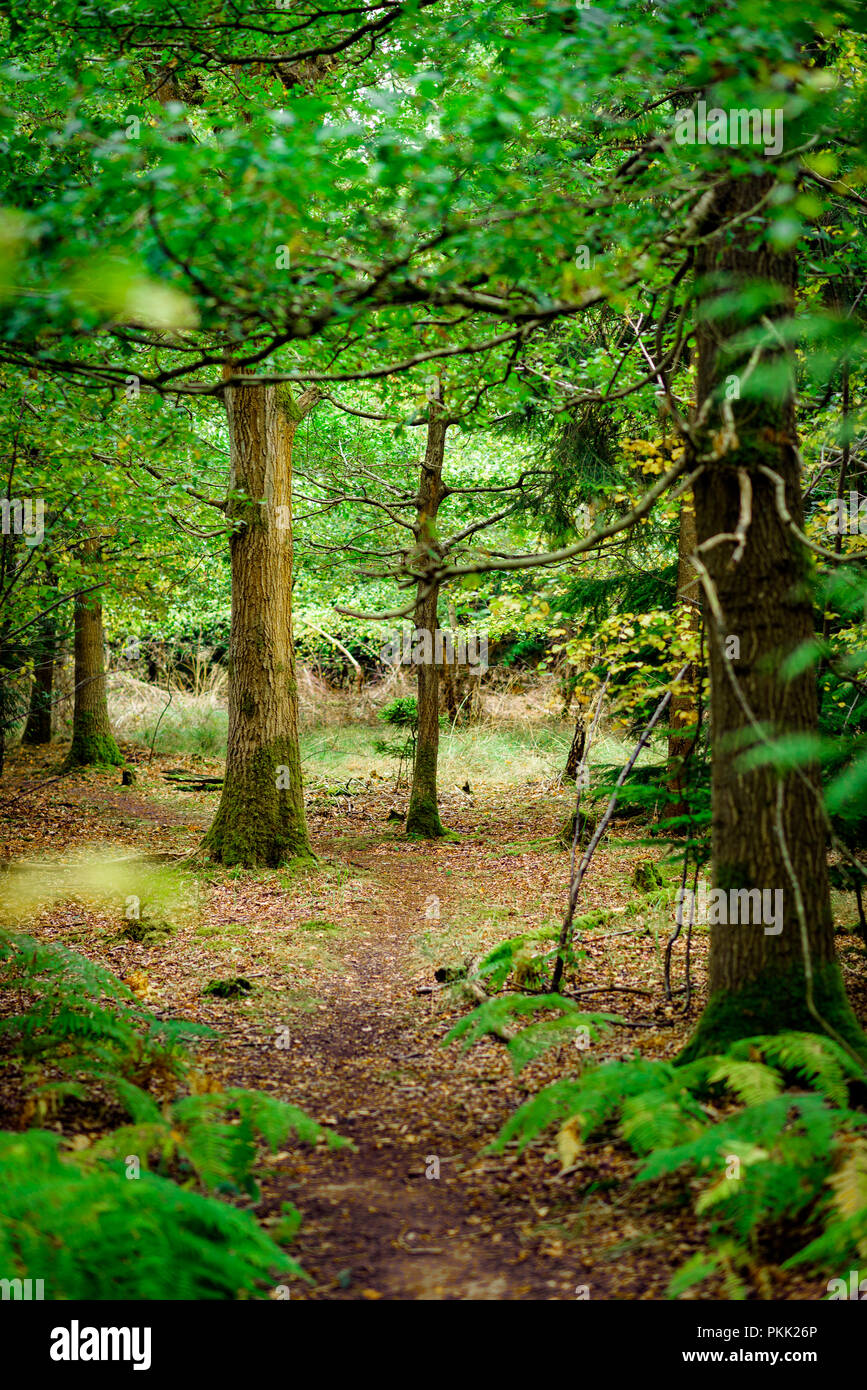 Natural Woodland UK Stock Photo Alamy Natural woodland uk stock photo alamy