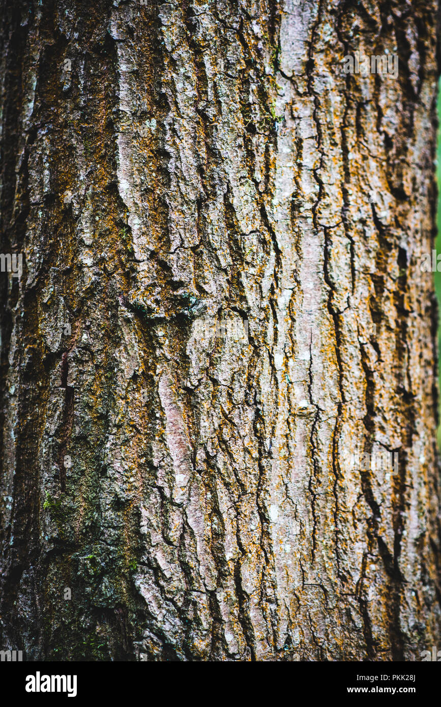 Tree trunk background, Natural Woodland Stock Photo Alamy