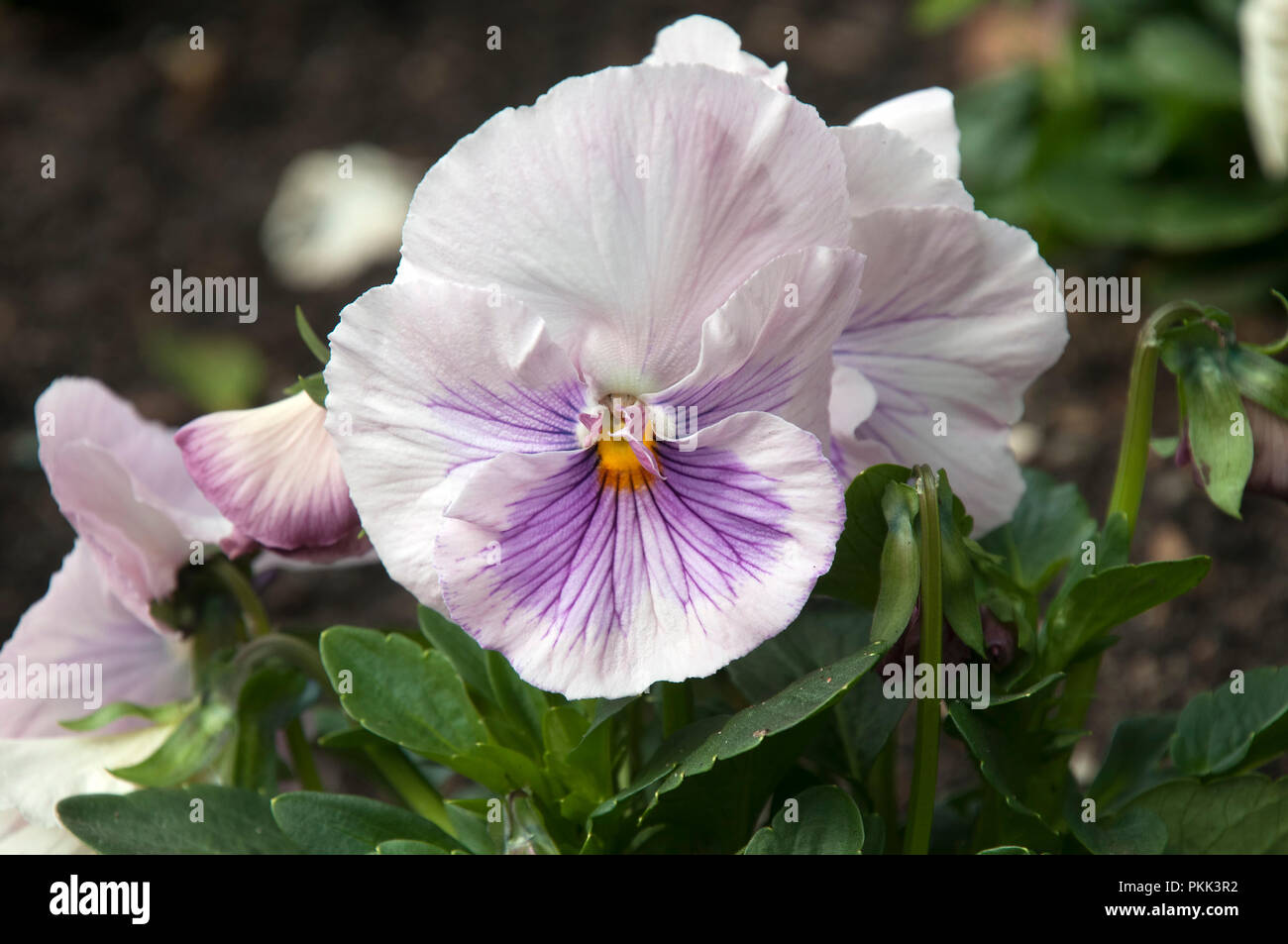 Sydney Australia, flower of a pale pink/mauve pansy plant Stock Photo