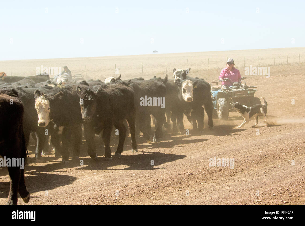 Woman on quad bike, shrouded in dust and aided by working dogs, droving cattle along stock routes and outback roads during drought in Australia Stock Photo