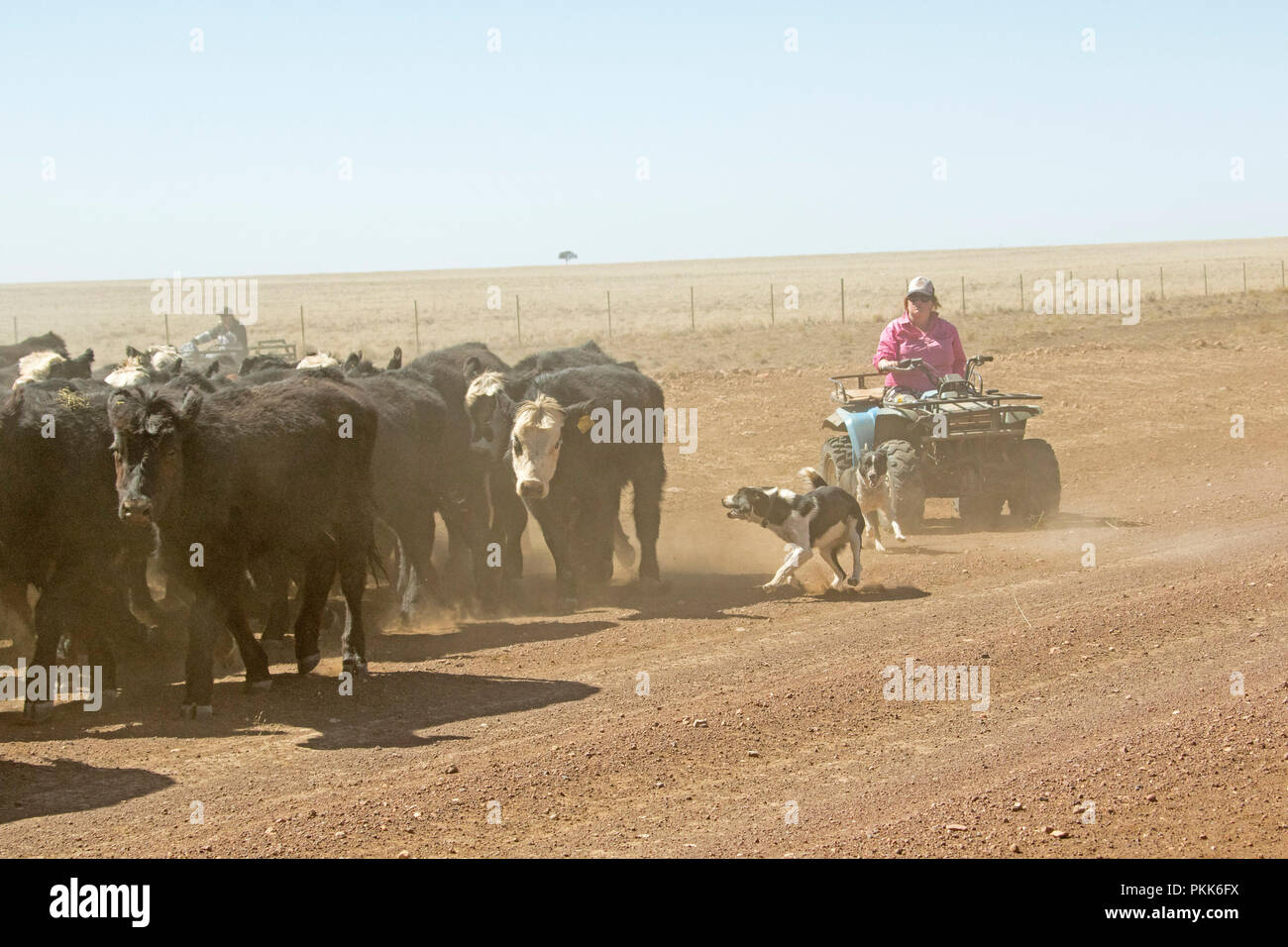 Woman on quad bike, shrouded in dust and aided by working dogs, droving cattle along stock routes and outback roads during drought in Australia Stock Photo