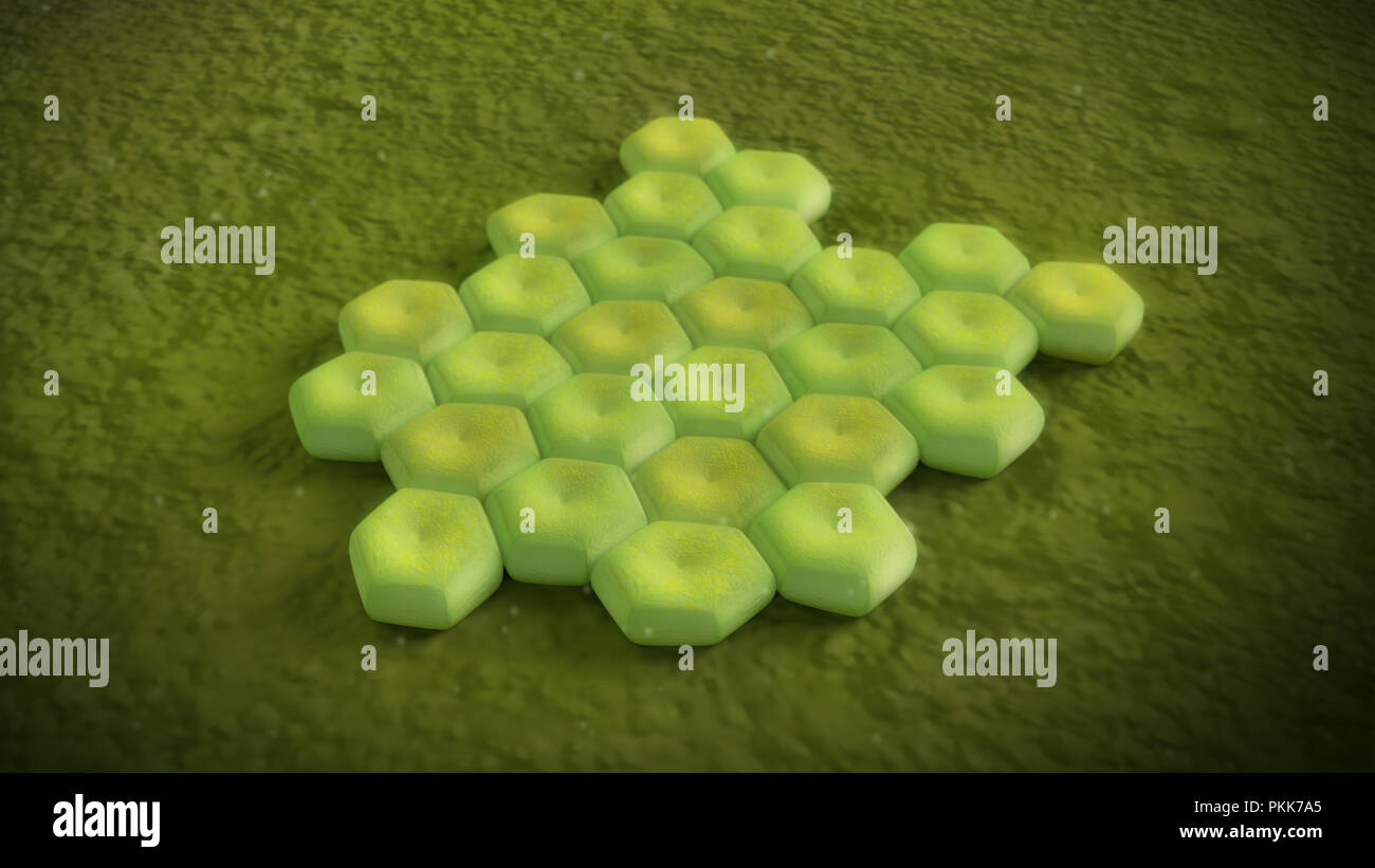 3D illustration of a acinetobacter baumannii Stock Photo