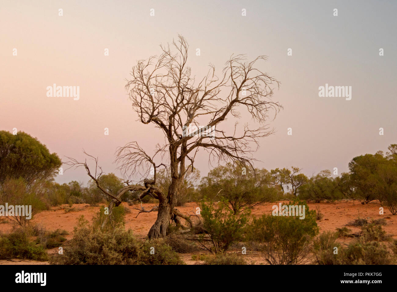 Australian outback landscape at dawn with dead tree silhouetted against sky at Lake Bindegolly National Park in Queensland Stock Photo
