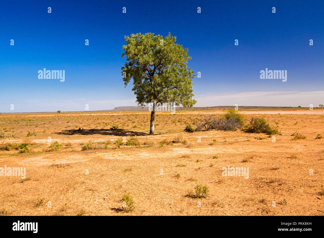 Australian outback landscape during drought with solitary tree rising from barren red plains stretching to distant horizon and blue sky in NSW Stock Photo