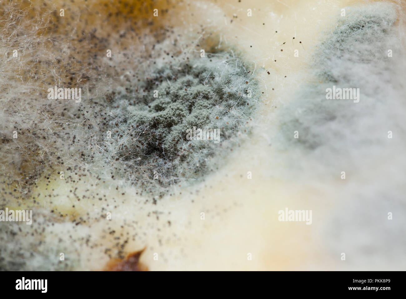 Mould in the bottom of a cup Stock Photo - Alamy