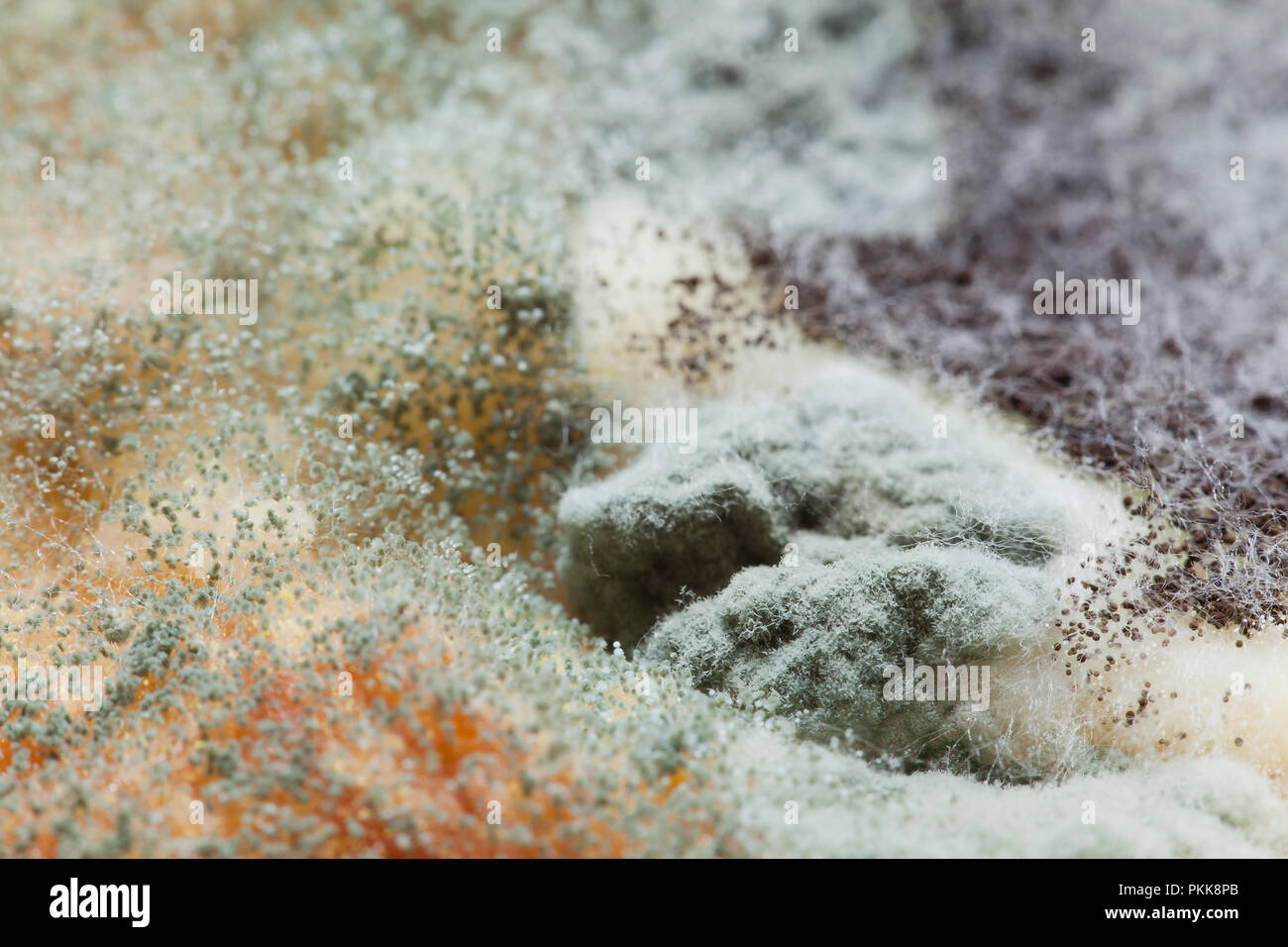 Mold growing on food (moldy food, mouldy food, food mold Stock Photo ...