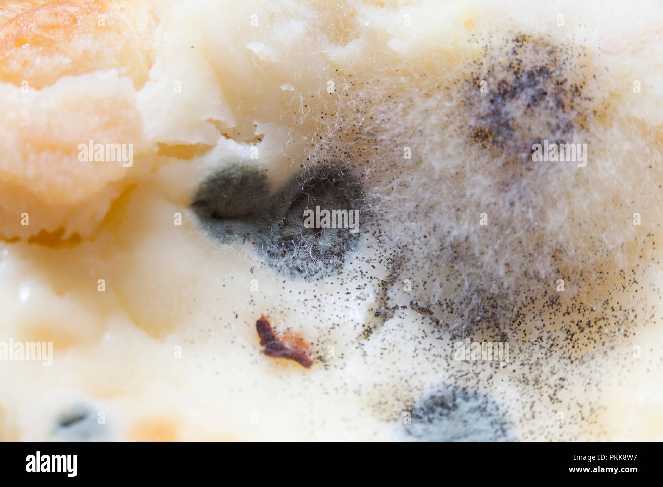 Mold growing on food (moldy food, mouldy food, food mold Stock Photo