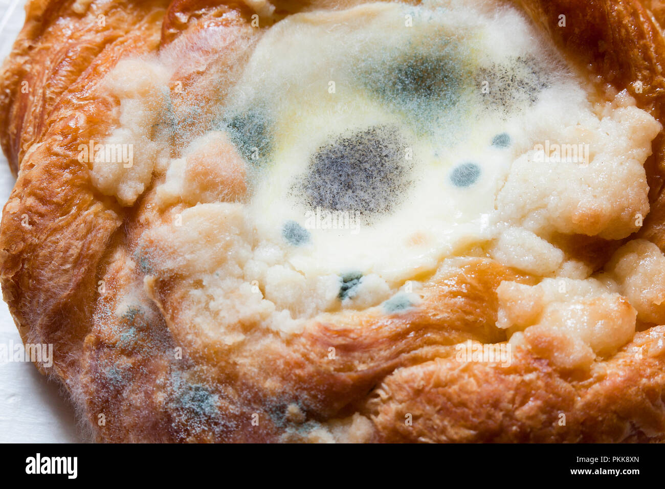 Mold growing on cheese danish (moldy food, mouldy food, food mold Stock