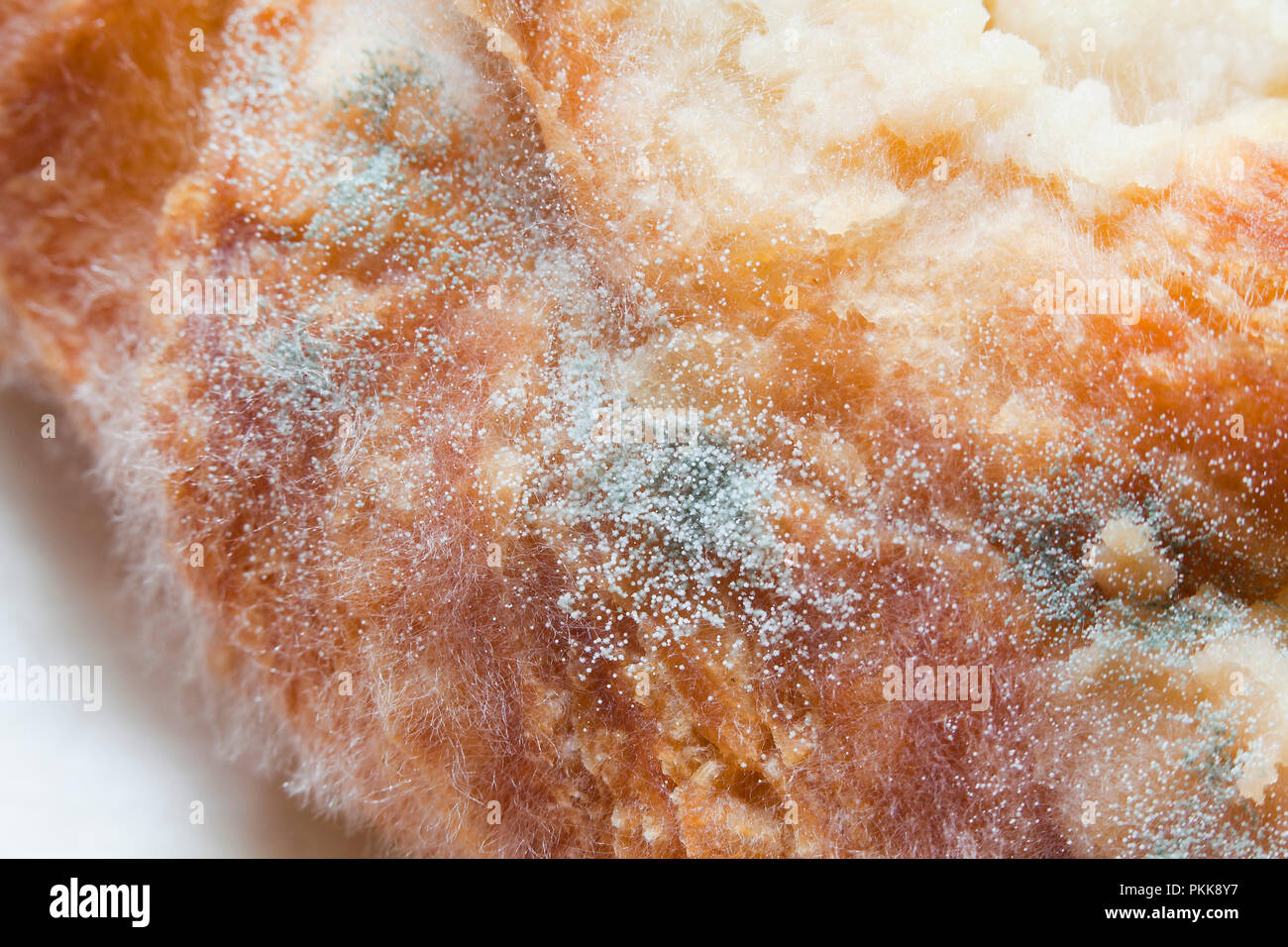 Mold growing on food (moldy food, mouldy food, food mold Stock Photo Alamy