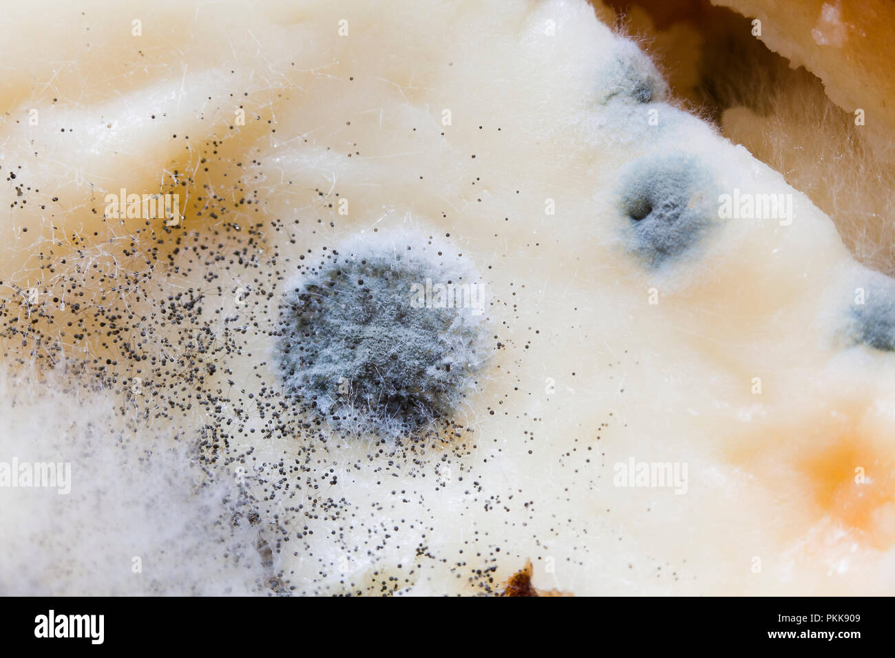 Mold growing on food (moldy food, mouldy food, food mold) Stock Photo