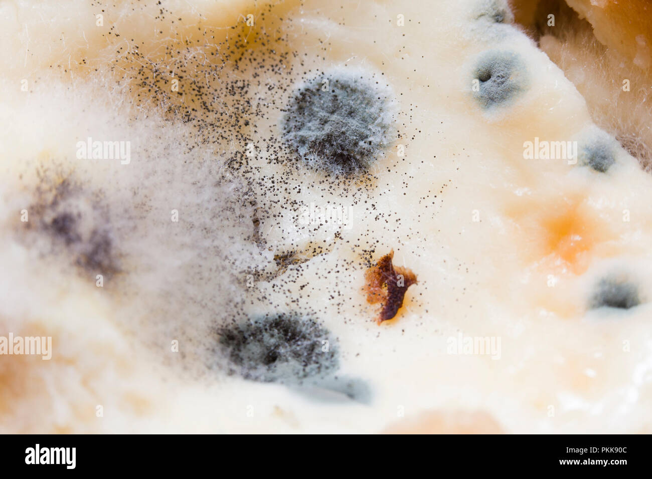 Why Does Mold Grow On Food at Jesus Smith blog