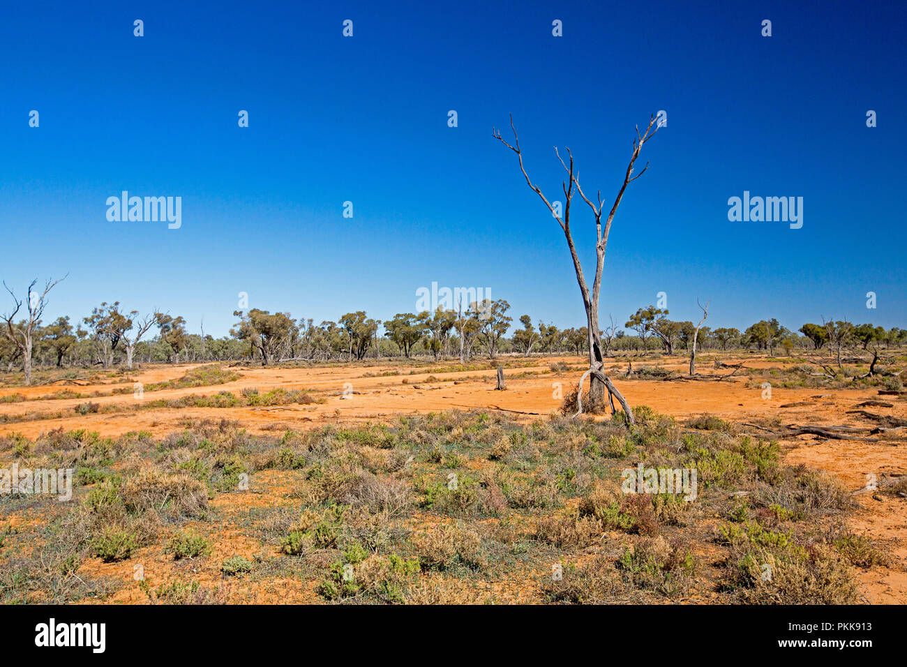 Australian outback landscape with tufts and vegetation and low trees rising from arid red plains under blue sky in NSW Stock Photo