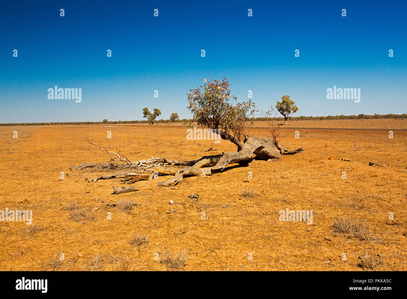 Australian outback landscape during drought with solitary near dead tree on barren red plains stretching to horizon under blue sky in Queensland Stock Photo